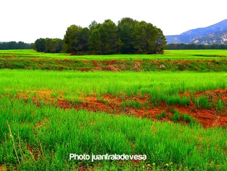 Paisaje tierras altas de Lorca. Paisaje tierras altas de Lorca.