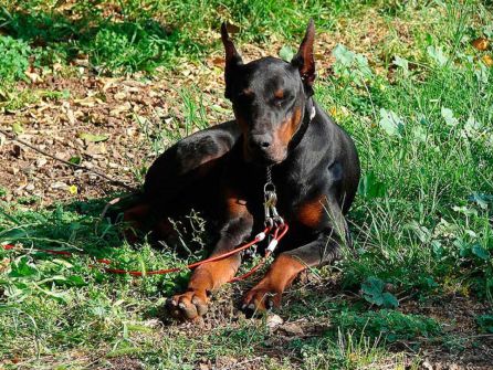 Un perro de la raza Dóberman fue quien mordió a Iker Un perro de la raza Dóberman fue quien mordió a Iker