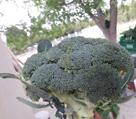 Pieza de brócoli de un kilo Pieza de brócoli de un kilo
