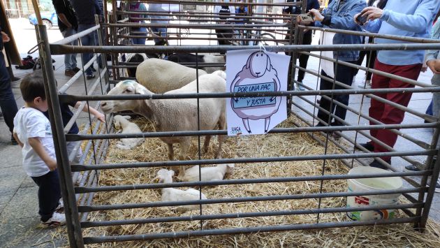 Las ovejas y cabras - con sus corderos y cabritos - han llamado la atención a los viandantes en la Plaza de España Las ovejas y cabras - con sus corderos y cabritos - han llamado la atención a los viandantes en la Plaza de España