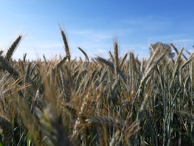 Imagen de una parcela sembrada de trigo Imagen de una parcela sembrada de trigo