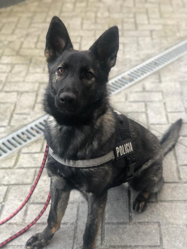 'Chula' fue la agente canina protagonista del hallazgo de la droga. 'Chula' fue la agente canina protagonista del hallazgo de la droga.