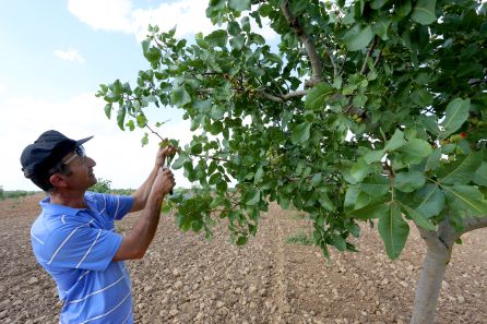 El agricultor José María Rey muestra el fruto del pistacho en sus cultivos de Villafuerte de Esgueva (Valladolid) El agricultor José María Rey muestra el fruto del pistacho en sus cultivos de Villafuerte de Esgueva (Valladolid)