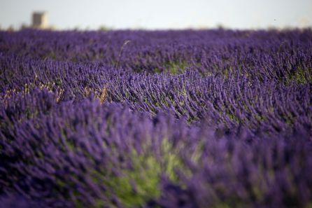 Campos de Lavanda y Lavandín Campos de Lavanda y Lavandín