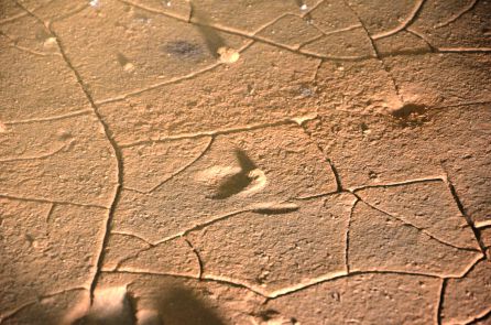 Detalle de una de las huellas localizadas por los investigadores. Detalle de una de las huellas localizadas por los investigadores.