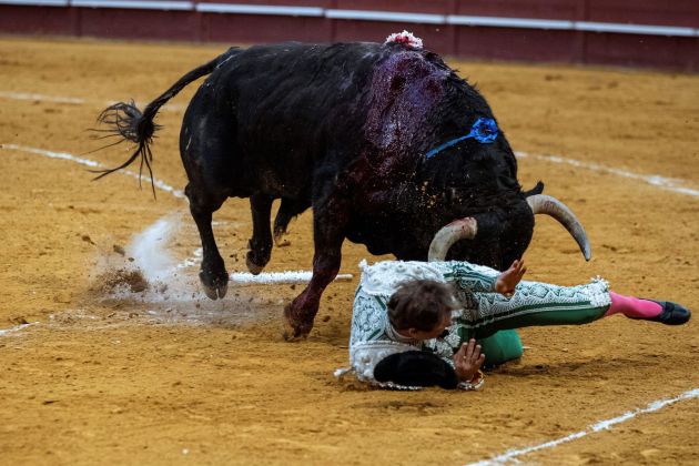 El toro de Vegahermosa buscó con saña al banderillero sevillano El toro de Vegahermosa buscó con saña al banderillero sevillano