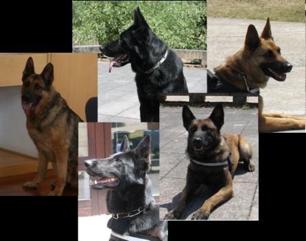 Estos son algunos de los perros que van a ser adiestrados para detectar los positivos por coronavirus Estos son algunos de los perros que van a ser adiestrados para detectar los positivos por coronavirus