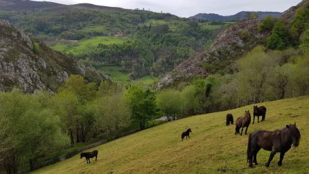 Vista zona rural concejo de Piloña Vista zona rural concejo de Piloña