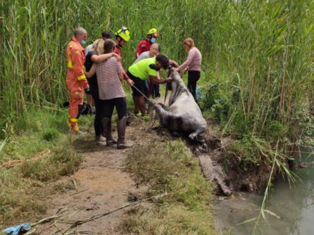 Rescate de un caballo en el marjal de Oliva Rescate de un caballo en el marjal de Oliva