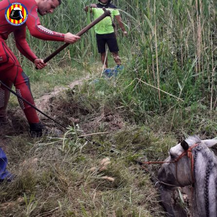 Trabajos de rescate del caballo caído dentro del marjal Trabajos de rescate del caballo caído dentro del marjal