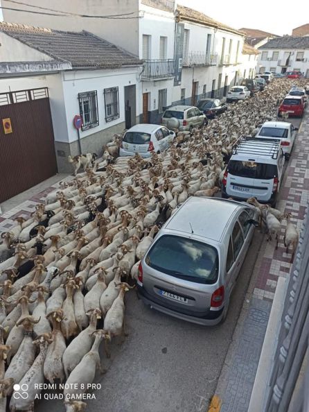 El rebaño colapsó las calles mas céntricas del municipio El rebaño colapsó las calles mas céntricas del municipio