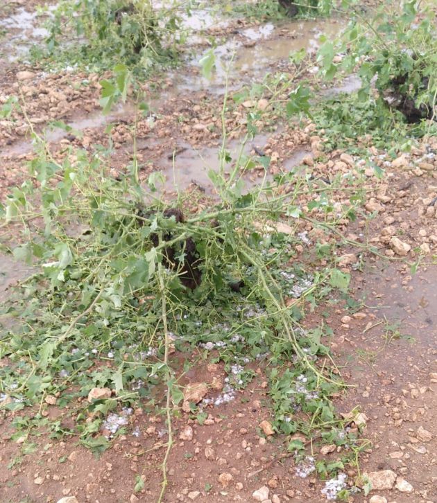 Viñedo afectado por el granizo Viñedo afectado por el granizo