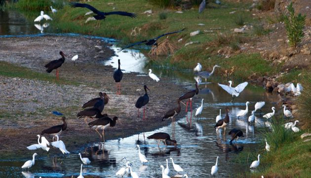 Rio Grande con su fauna y flora en el Guadalhorce (Málaga) Rio Grande con su fauna y flora en el Guadalhorce (Málaga)