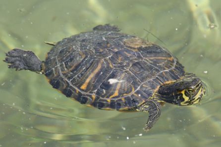 Los galápagos de Florida son otra de las especies que están proliferando Los galápagos de Florida son otra de las especies que están proliferando