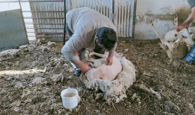 César García esquilando sus ovejas en Zarzuela. César García esquilando sus ovejas en Zarzuela.