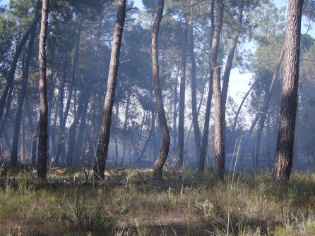 Tres hectáreas de arbolado es la superficie afectada Tres hectáreas de arbolado es la superficie afectada