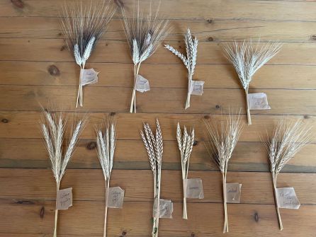 Blats i farines de Les Alcusses Blats i farines de Les Alcusses