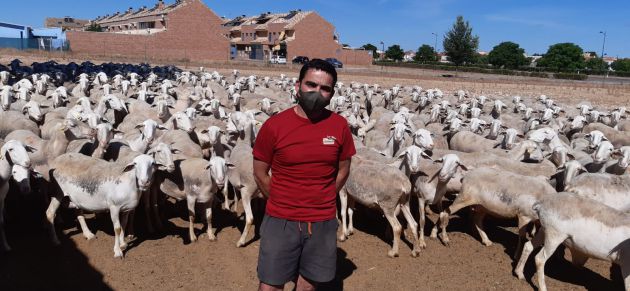 José Luís Pérez y parte de su rebaño de ovejas de raza manchega José Luís Pérez y parte de su rebaño de ovejas de raza manchega