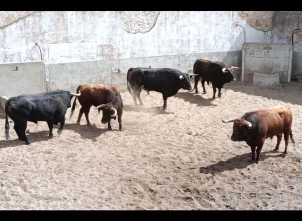 Toros de Sánchez Arjona