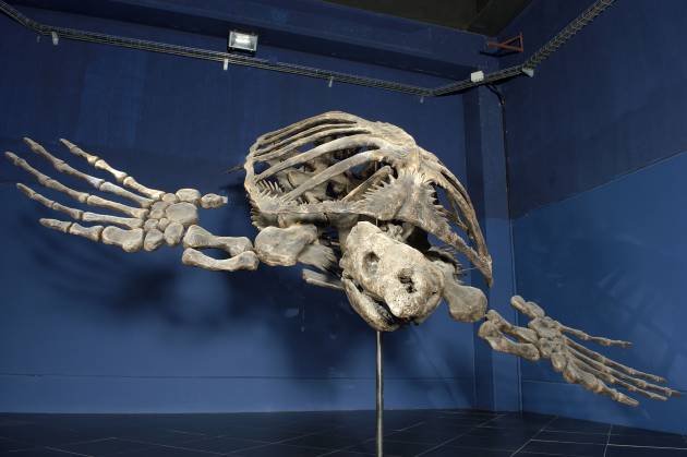 Tortuga Archelon Tortuga Archelon