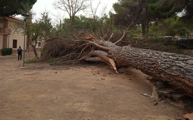 Un pino de grandes dimensiones cae por fuertes rachas de viento Un pino de grandes dimensiones cae por fuertes rachas de viento