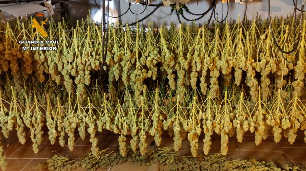 Secado de la planta de marihuana Secado de la planta de marihuana