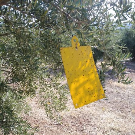 Una de las trampas instaladas en los olivos de Sierra Mágina Una de las trampas instaladas en los olivos de Sierra Mágina