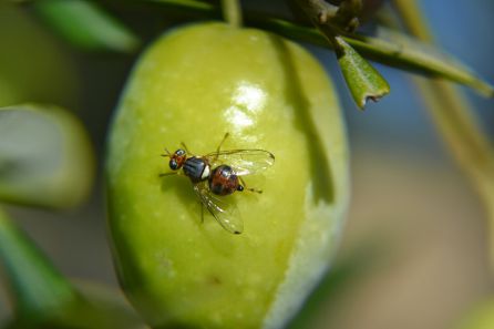 Una mosca sobre una aceituna Una mosca sobre una aceituna