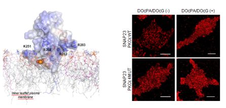 A la izquierda, predicción structural 3D del dominio C1B de PKC epsilon y su interacción con la membrana plasmática mediado por ácido fosfatídico (representado con esferas). A la derecha, micrografías de SNAP23 (en rojo) en células RBL-2H3 en reposo y tras ser estimuladas con ácido fosfatídico y dioctanoil-glicerol A la izquierda, predicción structural 3D del dominio C1B de PKC epsilon y su interacción con la membrana plasmática mediado por ácido fosfatídico (representado con esferas). A la derecha, micrografías de SNAP23 (en rojo) en células RBL-2H3 en reposo y tras ser estimuladas con ácido fosfatídico y dioctanoil-glicerol