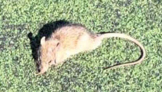 Rata aparecida en el campo de fútbol de Zafranar Rata aparecida en el campo de fútbol de Zafranar