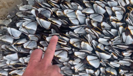 El tamaño de la uña del percebe comparado con una mano El tamaño de la uña del percebe comparado con una mano