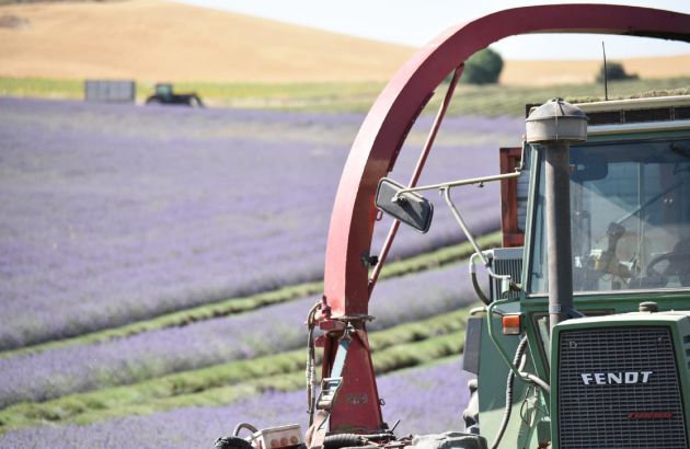 Recolección de la lavanda. Recolección de la lavanda.