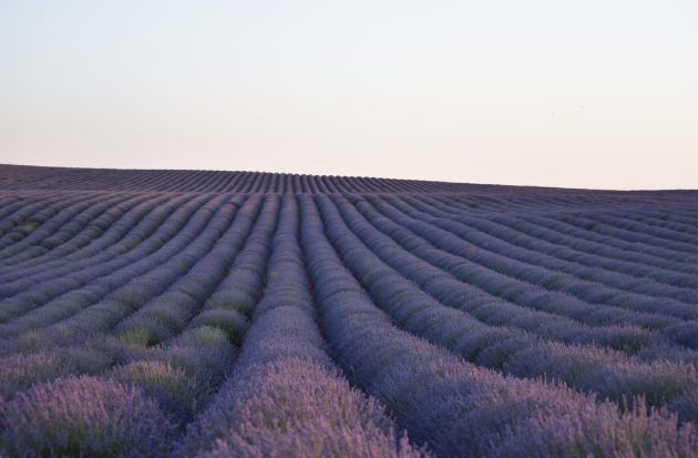 Campos de lavanda en Villares del Saz (Cuenca). Campos de lavanda en Villares del Saz (Cuenca).