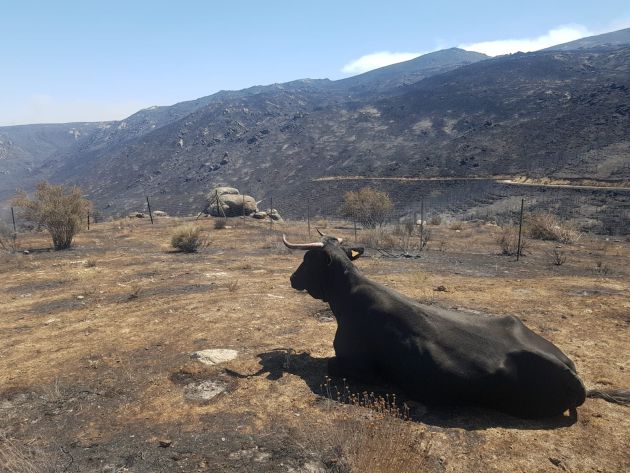 Una vaca de raza Avileña-Negra Ibérica en lazona afectada por el incendio de Navalacruz donde han ardido pastos y pacas de paja que los ganaderos tenían para alimentarlas durante el invierno Una vaca de raza Avileña-Negra Ibérica en lazona afectada por el incendio de Navalacruz donde han ardido pastos y pacas de paja que los ganaderos tenían para alimentarlas durante el invierno