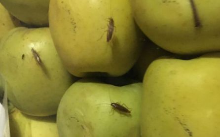 Bichos en la fruta Bichos en la fruta