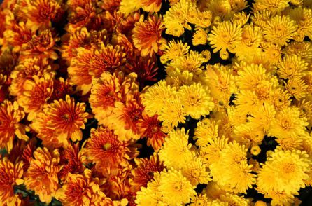 Todos los Santos: La tradición de llevar flores a quienes echamos de menos Todos los Santos: La tradición de llevar flores a quienes echamos de menos