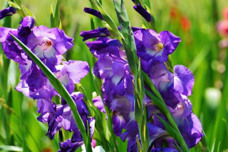 Todos los Santos: La tradición de llevar flores a quienes echamos de menos Todos los Santos: La tradición de llevar flores a quienes echamos de menos