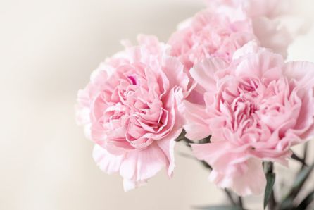 Todos los Santos: La tradición de llevar flores a quienes echamos de menos Todos los Santos: La tradición de llevar flores a quienes echamos de menos