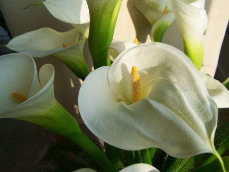Todos los Santos: La tradición de llevar flores a quienes echamos de menos Todos los Santos: La tradición de llevar flores a quienes echamos de menos