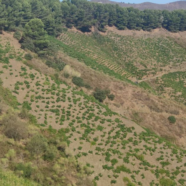 Viñedos casi verticales en la Axarquía Viñedos casi verticales en la Axarquía