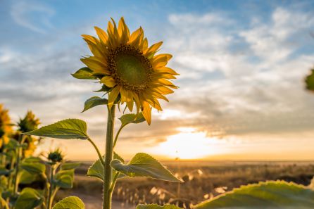 Producción de girasol Producción de girasol