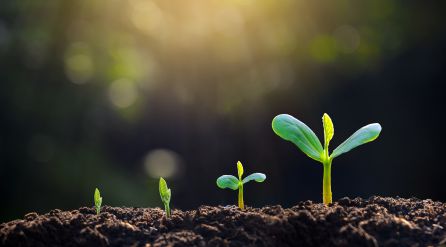 Distintas plantas en sus primeros procesos Distintas plantas en sus primeros procesos