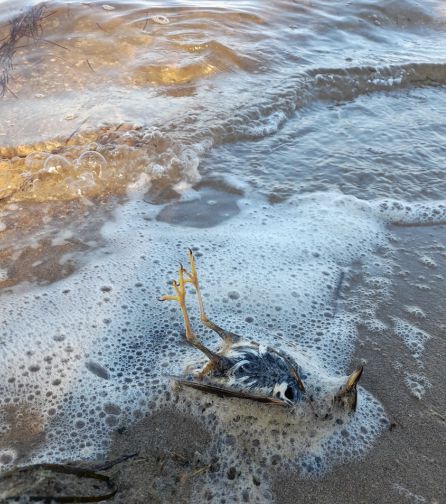 Animales muertos en la playa del Arpón en La Manga Animales muertos en la playa del Arpón en La Manga