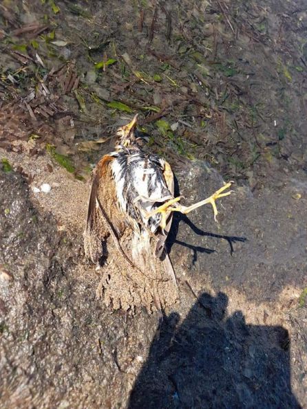 Animales muertos en la playa del Arpón en La Manga Animales muertos en la playa del Arpón en La Manga