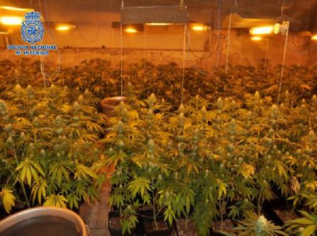 Plantas de marihuana sátiva indoor en un inmueble de Puertollano Plantas de marihuana sátiva indoor en un inmueble de Puertollano