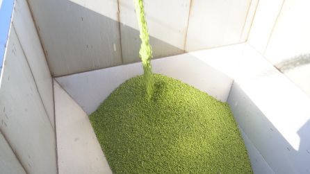 Aceituna en el proceso de lavado Aceituna en el proceso de lavado