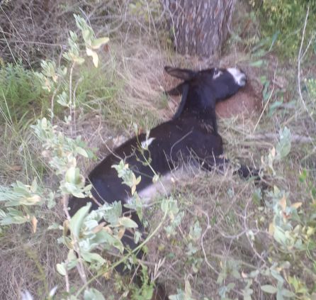 Imagen de un burro fallecido Imagen de un burro fallecido