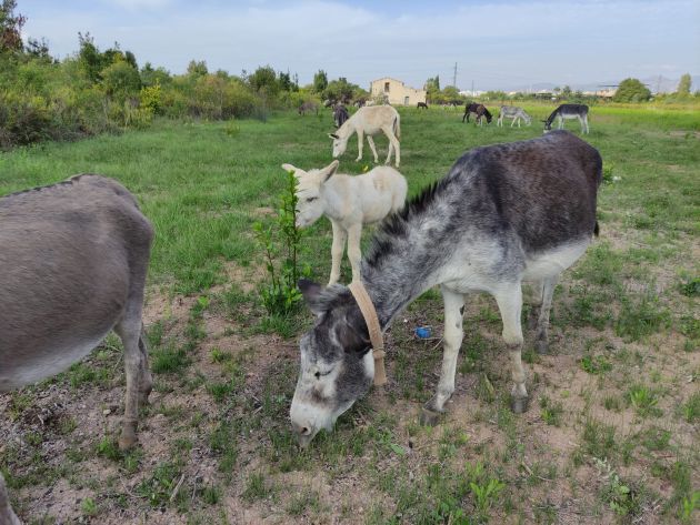 Burros de Juan Burros de Juan