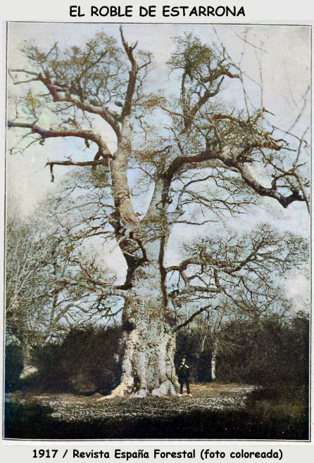 El roble de Estarrona El roble de Estarrona
