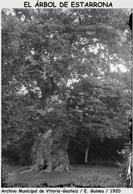 El roble de Estarrona El roble de Estarrona